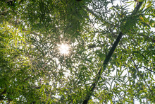 Selective Focus Low Angle View Of Sun Glimmering Flares Peeking Through The Fresh Green Bamboo Trees Leaves