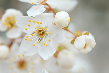 Wall Mural - Spring flower and bud on tree