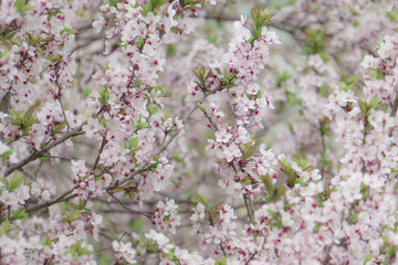 Wall Mural - A small flower background image, Soft Spring Color Image, Spring in full bloom, images taken on a farm