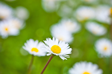 Wall Mural - Chamomile flowers field background.