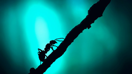 Wall Mural - Forest ant closeup. Silhouette Ant with sunlight close up.