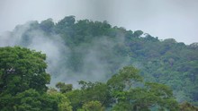 A Rainy Day In The Peruvian Rainforest
