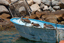 Brown Pelicans (Pelecanus Occidentalis)