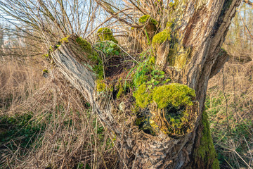 Sticker - Grass, herbs and insects live together in the old willow tree. Small water droplets from morning dew are visible on the leaves. The photo was taken in the Dutch National Park Biesbosch, Noord-Brabant.