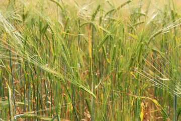 Large field of fresh wheat in countryside