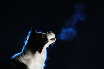 dog border collie night portrait barking back light magic night