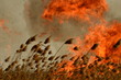 coastal zone of marsh creek, strong smoke from fire of liana overgrowth. Spring fires of dry reeds dangerously approach houses of village by river Cleaning fields of reeds, dry grass. Natural disaster