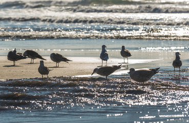 Canvas Print - Mews flock on the Atlantic Ocean beach in Porto, Portugal