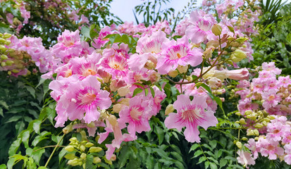 Wall Mural - Perennial bush with beautiful pink delicate flowers
