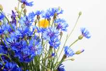 Close-up Meadow Blue Cornflowers On White Background
