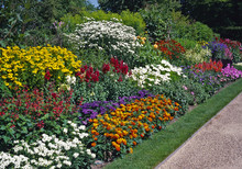 Blocks Of Colour With Mixed Planting In A Long Sunny Border In A Country Garden