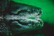 Symetryczny aligator