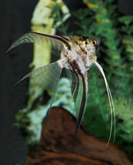 Wall Mural - Closeup of a Long Finned Angel Fish in an Aquarium