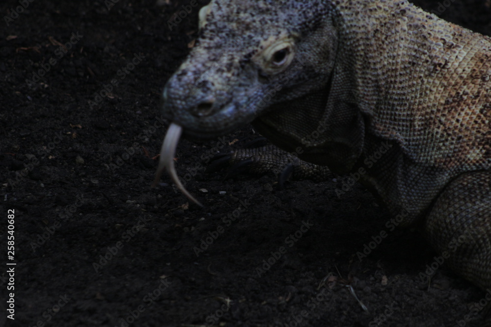 Komodo dragon Varanus komodoensis with the forked tongue sniff air ...