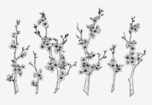 Hand Drawn Vintage Sakura Branches Illustration Set. Botanical Graphic Sketch Collection For Cards, Invitation, Prints, Posters, Tattoo, Clothes, T-shirt Design, Pins, Patches, Badges, Stickers.