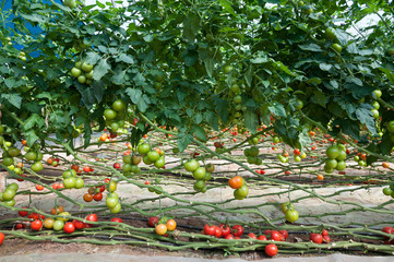 Wall Mural - Growing tomatoes in a greenhouse