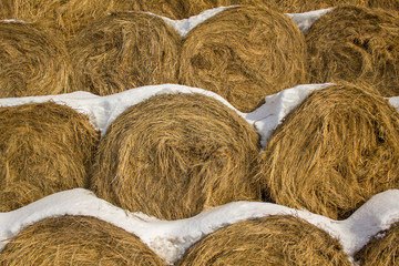 round bales of dry yellow hay lie in rows in snow close up