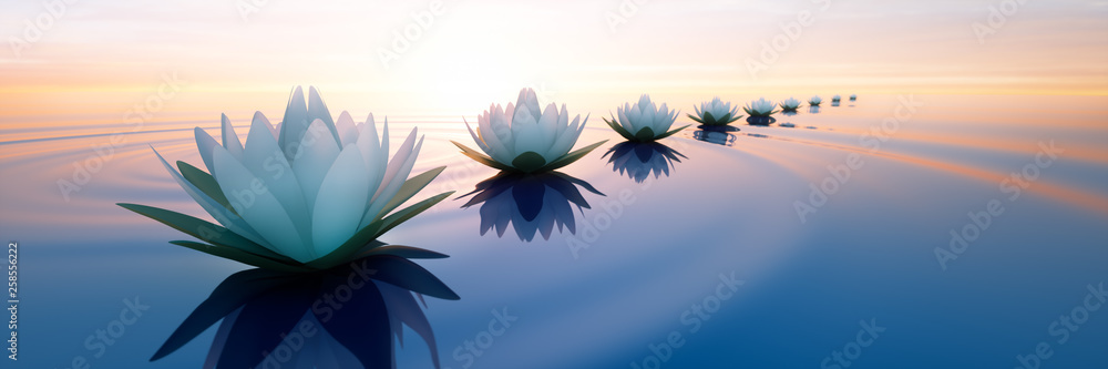 Lotusblüten im Sonnenuntergang - obrazy, fototapety, plakaty 