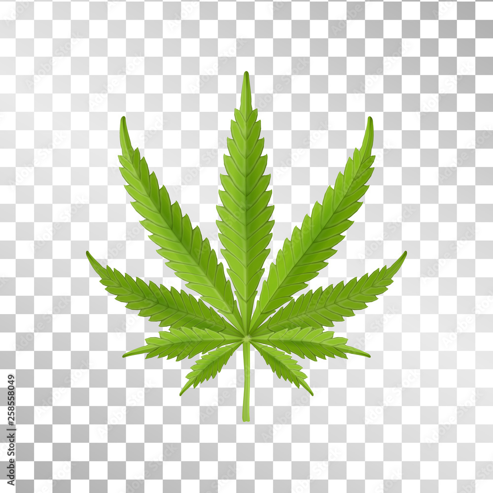 Hemp leaf isolated on transparent background. Realistic marijuana. Cannabis plant. Vector Illustration - obrazy, fototapety, plakaty 