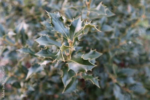 Garten Baume Aste Blumen Pflanzen Im Marz Fruhling Buy This