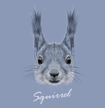 Squirrel Wild Animal Face. Vector Britain Cute Gray Squirrel Head Portrait. Realistic Fur Portrait Of Funny Squirrel Isolated On Blue Background.