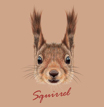 Squirrel Wild Animal Face. Vector Britain Cute Red Squirrel Head Portrait. Realistic Fur Portrait Of Funny Squirrel Isolated On Brown Background.