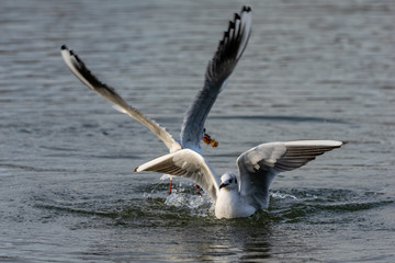 Wall Mural - Seagulls landing on water