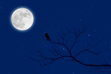 Wall Mural - halloween design background with , naked trees, and moon.