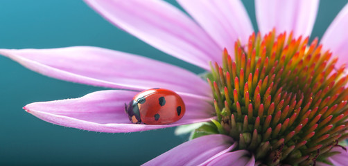 red ladybug on Echinacea flower, ladybird creeps on stem of plant in spring in garden in summer