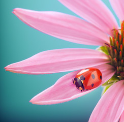 red ladybug on Echinacea flower, ladybird creeps on stem of plant in spring in garden in summer