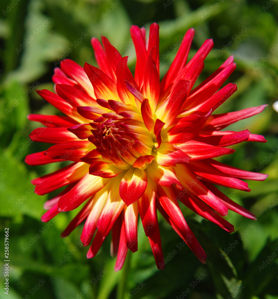 dahlia-is-a-genus-of-bushy-tuberous-perennial-plants-native-to-mexico