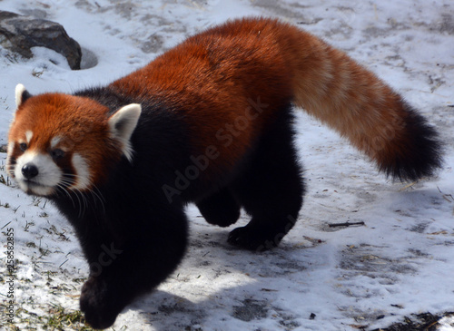 The Red Panda Ailurus Fulgens Also Called Lesser Panda
