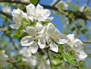 Wall Mural - Apple-tree flowers close up. Spring