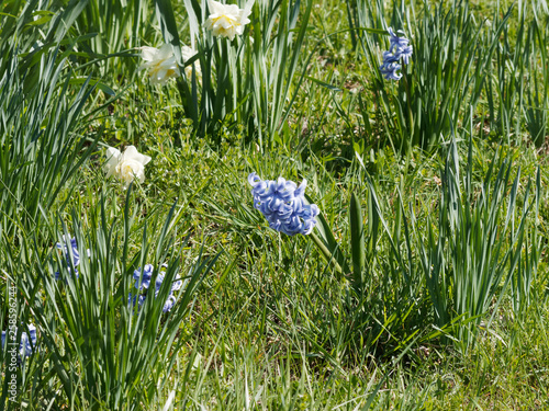 Photographie Hyacinthus - Inflorescence de Jacinthes