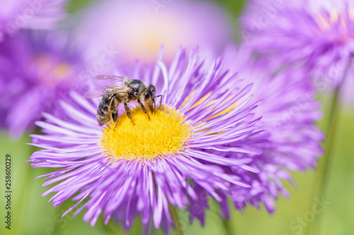 Bee Picking Pollen On Summer Flower Beauty Bright Natural