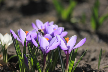 Wall Mural - Purple crocuses and bee in spring