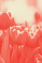 Red With White Tulips On Defocused Background. A Spring Background With The Growing Tulips A Close Up Vertically For Postcard Or Design. Tulipa. Coral Duotone