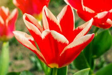 Tulip With Red White Petals In Outdoor Flowerbed On A Sunny Day. Spring Flowering Of Tulips In A Public Park. Flowers With Red Petals For Garden Decoration.