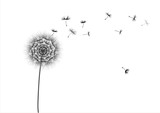 Fototapeta Dmuchawce - Dandelion flower and flying seeds on a white background
