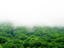 Fog Covered Mountains, Rainforest Landscape. Green Forest In The Fog, Top View