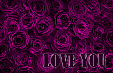 Wall Mural - card love you with fresh pink roses .