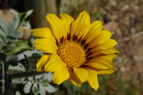Fleur Jaune En Provence Dans Le Sud De La France Buy This