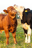 Fototapeta Pokój dzieciecy - cows in a field