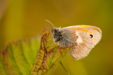 butterfly on leaf