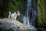 Fototapeta Psy - the dog is standing on a rock by the waterfall. Jack Russell Terrier in nature. Healthy lifestyle, travel