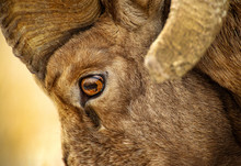 Bighorn Ram Eye