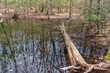 © Elizabeth C. Waters - lake vernal pool in the forest