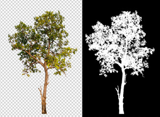 Wall Mural - single tree on transparent picture background with clipping path, single tree with clipping path and alpha channel on black background