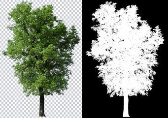 Poster - single tree on transparent picture background with clipping path, single tree with clipping path and alpha channel on black background