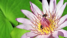 Close Up Bee On Pollen Of Beautiful Lotus Flower Or Water Lily In Sunlight And Wind, Shallow Depth Of Field